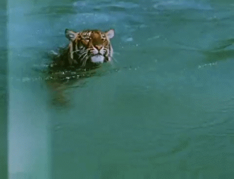 tigre, nager