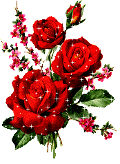roses, rose rouge, fleur