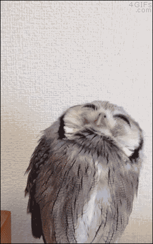 hibou, fail, owl