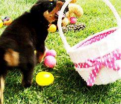chiot rotweiller, chien mignon, cute, paques, chocolat, easter, chocolate