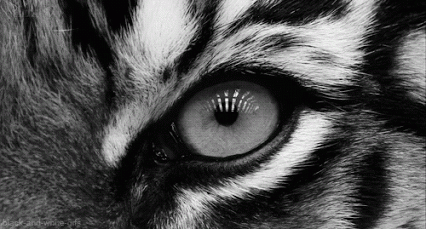 oeil du tigre, felin, tiger, big cat, animal sauvage, noir et blanc