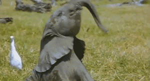 elephanteau, bebe, heureux, elephant, happy, trompe, danse, dance
