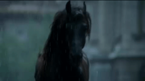 cheval noir galop, galoper, animal