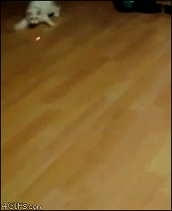 chat jouer avec un laser drole lol funny cat animal Image, animated GIF