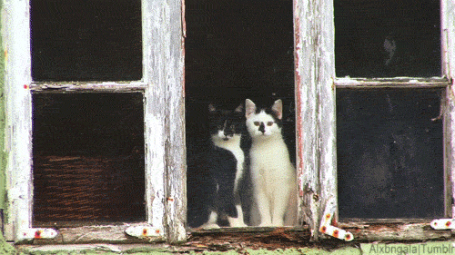 chats, fenetre, observe, cats, window