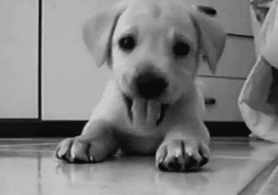 dog, chien, coucou, cute, mignon, chiot, puppy