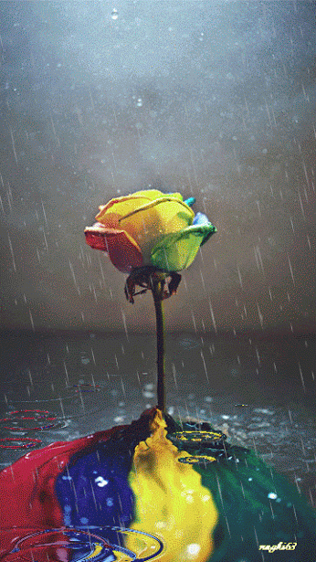 rose multicolore, psychedelique, pluie