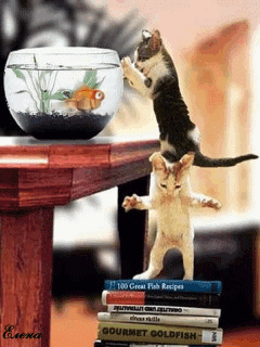chatons, attraper un poisson rouge
