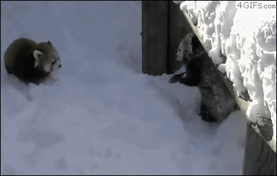 panda roux, jouer, neige, cute