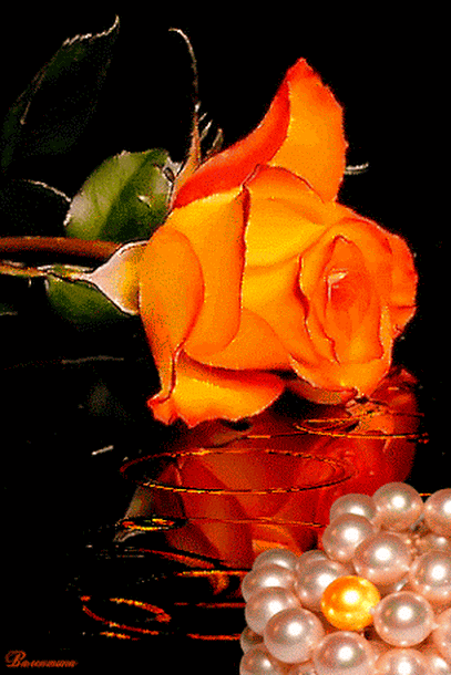 flor, fleur, rose orange