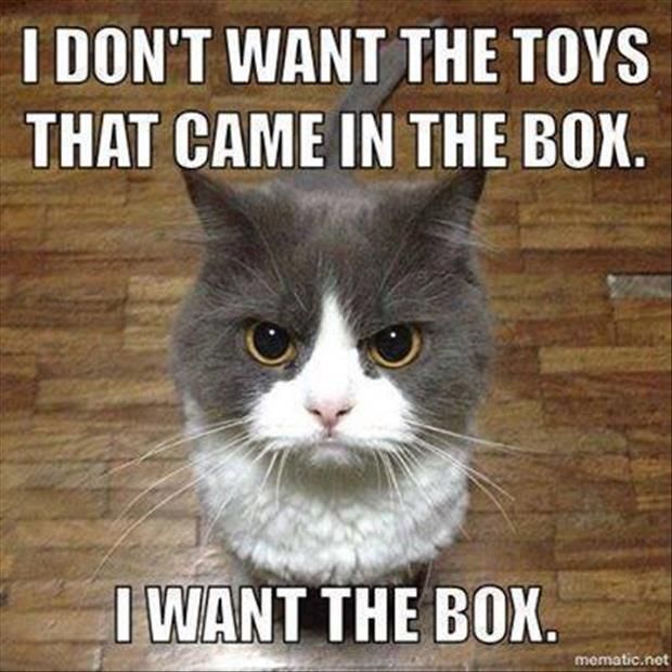 cat, chat, meme, i dont want toys, i want the box