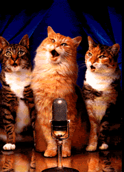 chats, chanter