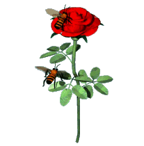 rose rouge, abeilles