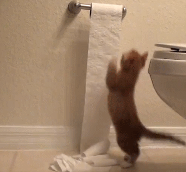 chat, chaton, jouer ave le papier toilette, lol, cute, animal drole
