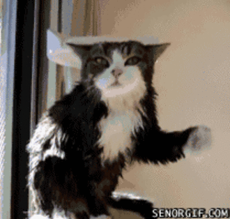 chat mouille drole lol funny cat animal Image, animated GIF