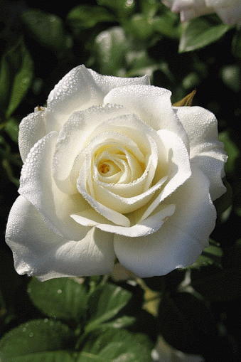 rosa, rose blanche