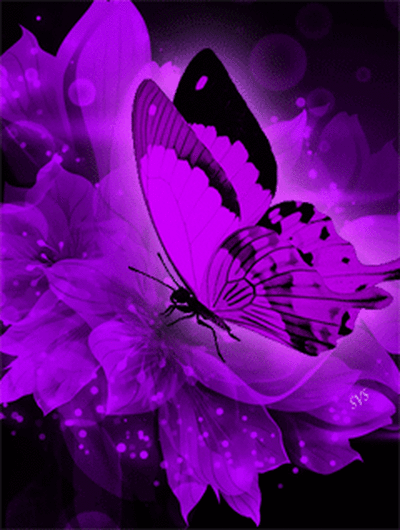 papillon, butterfly