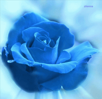 rose bleue, fleur