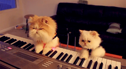animal, chat, chaton, piano