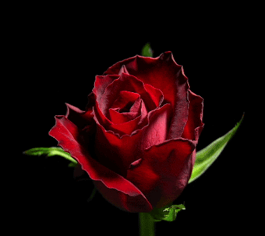 rosa, rose qui s ouvre