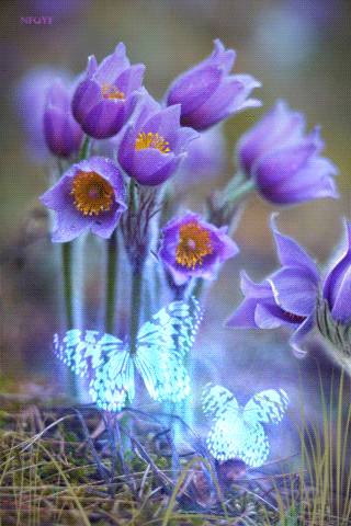 fleurs, papillons lumineux