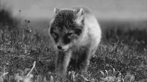 bebe renard, renardeau, dormir, tomber de fatigue, mignon, noir et blanc, cute baby fox