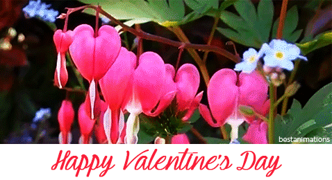 valentines day, love, saint valentin, amour, fleurs roses