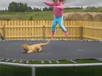 chat, fillette, trampoline, lol, cute, animal drole