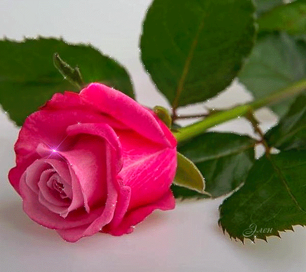 rose brillante, glitter, fleur