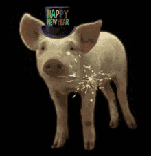 happy new year, bonne annee, reveillon, nouvel an, cochonr, porc, pig with a hat