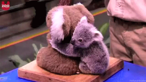 koala, cute, animal, mignon, calin, peluche