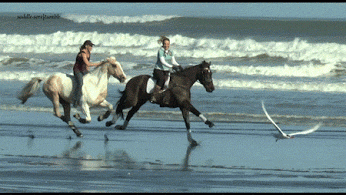 galop a cheval sur la plage, mer, ocean