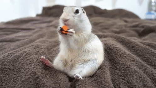ecureuil blanc, gerbille, rongeur trop mignon qui mange