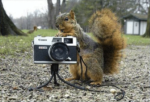 ecureuil, appareil photo, pret