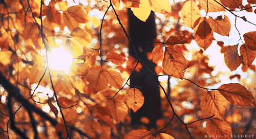 automne, feuilles, arbre