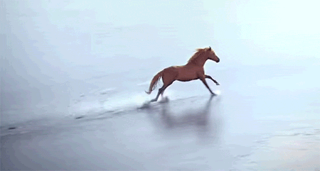 horse, running, cheval au galop