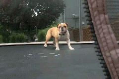 chien, bouledogue, bulldog, sauter, trampoline, jump