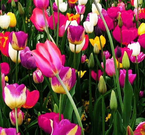 printemps, fleurs, tulipes roses, flowers, spring, nature