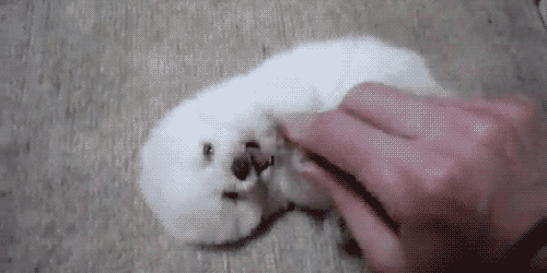 minuscule chien, chiot, jouer, animal, cute, mignon