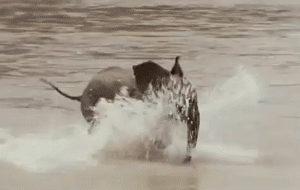 animal, elephanteau, elephant qui court dans l eau