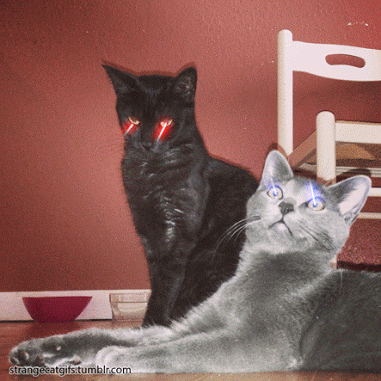 chats, laser, yeux