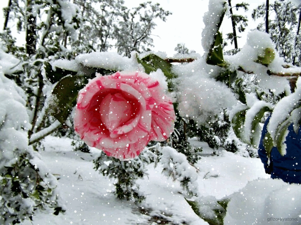 rose rose, hiver, neige, fleur
