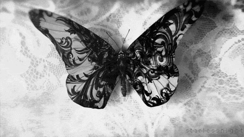 borboleta, papillon, noir et blanc