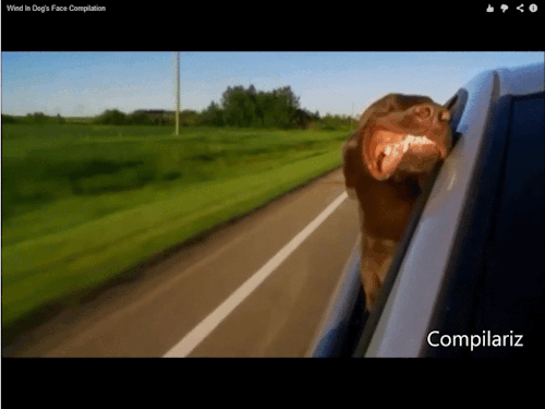 chien drole, face au vent, voiture, dog, lol, funny, animal