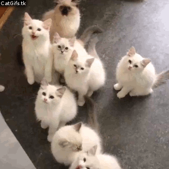 chatons, chat, animal, mignon, miaou