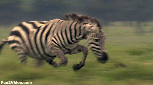 zebre, guepard, animaux, courir, chasse, inverser les roles