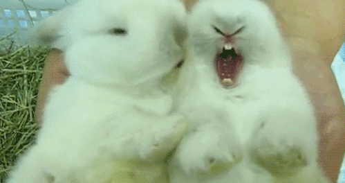 lapins, lapin qui fait un bisou, animal mignon