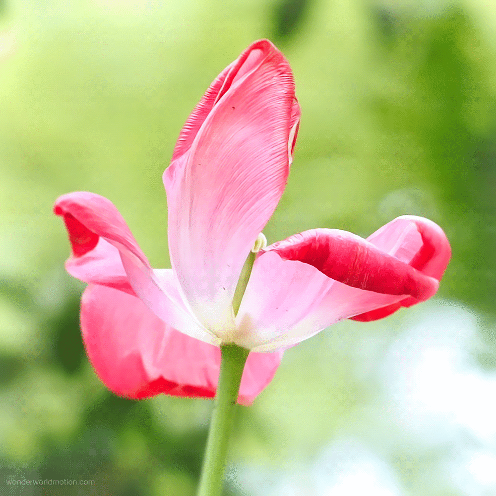 flor, fleur rose, tulipe