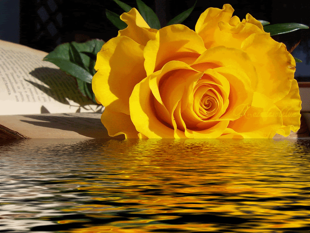 yellow rose, water, rose jaune, reflet dans l eau