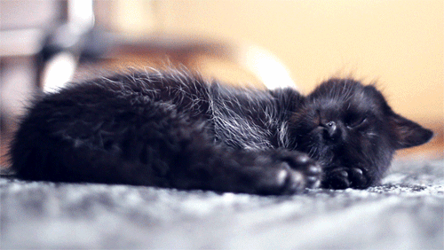 chat, chaton trop mignon qui dort, dormir, cat, animal, kitten
